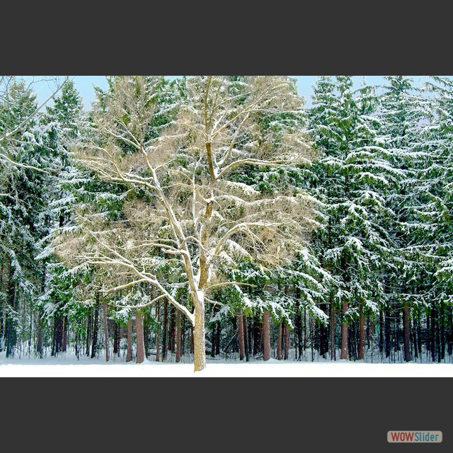 bootstrap carousel example