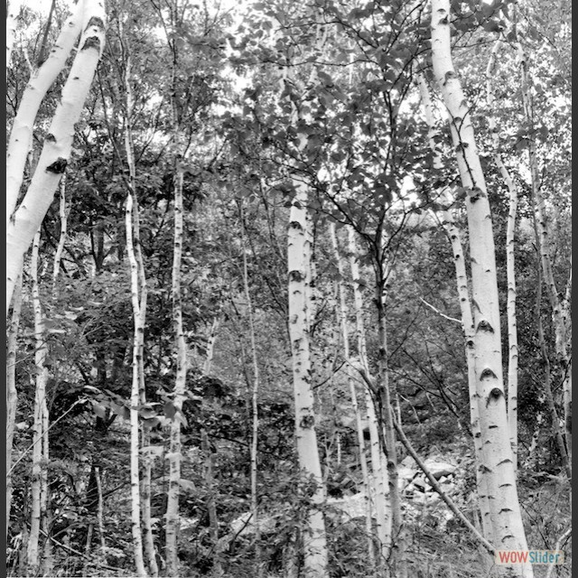 Maine Birtch close up