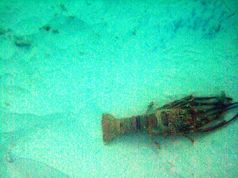 Melanie Heinrich - Travel Images - Barbuda