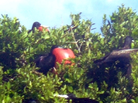 Melanie Heinrich - Travel Images - Barbuda
