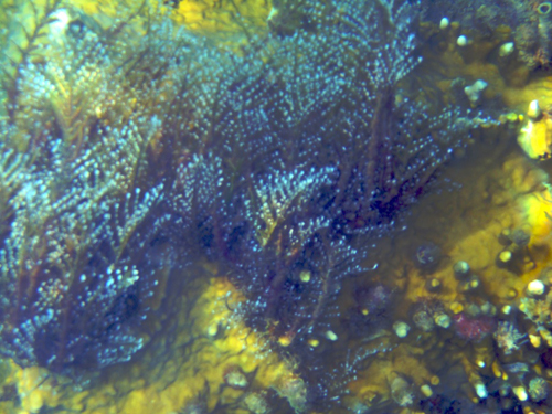 Melanie Heinrich - Travel Images - Nevis