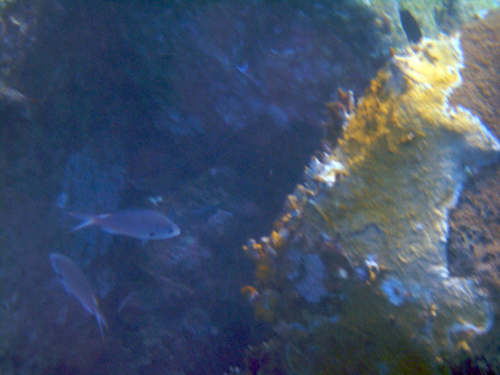 Melanie Heinrich - Travel Images - Nevis