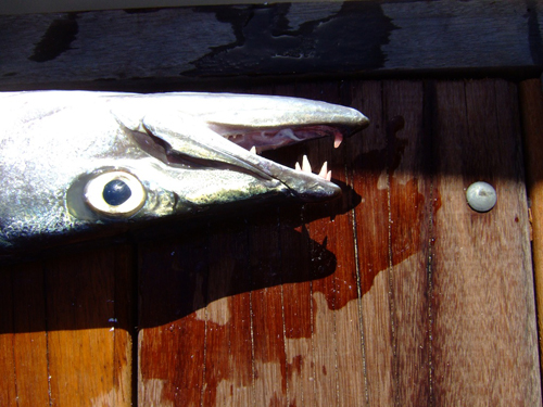 Melanie Heinrich - Travel Images - Nevis