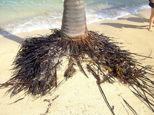 Melanie Heinrich - Travel Images - Nevis