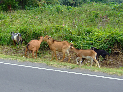 Melanie Heinrich - Travel Images - Nevis