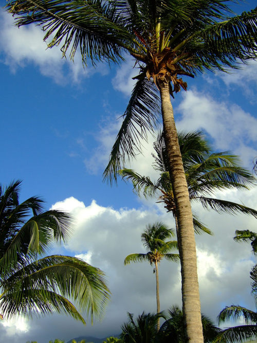 Melanie Heinrich - Travel Images - Nevis