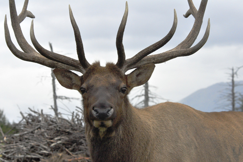 Melanie Heinrich Images