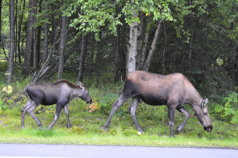 Melanie Heinrich Images - Alaska