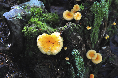 Melanie Heinrich Images - Alaska