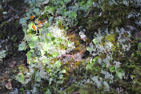 Melanie Heinrich Images - Alaska