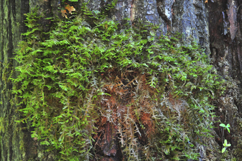 Melanie Heinrich Images - Alaska