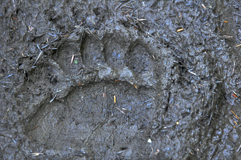 Melanie Heinrich Images - Alaska