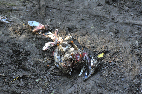 Melanie Heinrich Images - Alaska