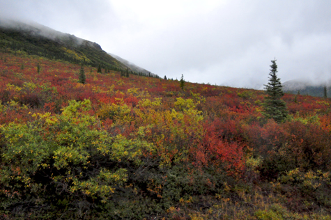 Melanie Heinrich Images - Alaska - Denali