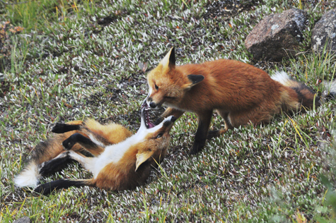 Melanie Heinrich Images - Alaska - Denali