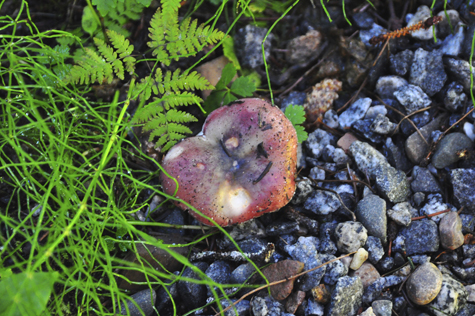 Melanie Heinrich Images - AlaskaMelanie Heinrich Images - Alaska