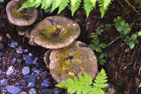 Melanie Heinrich Images - Alaska