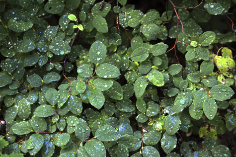 Melanie Heinrich Images - Alaska