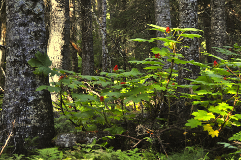 Melanie Heinrich Images - Alaska