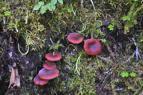 Melanie Heinrich Images - Alaska