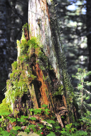 Melanie Heinrich Images - Alaska