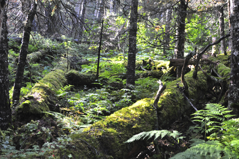 Melanie Heinrich Images - Alaska