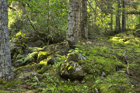 Melanie Heinrich Images - Alaska