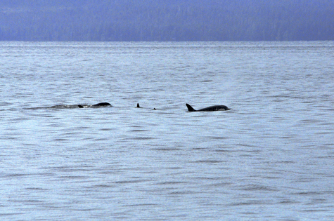 Melanie Heinrich Images - Alaska