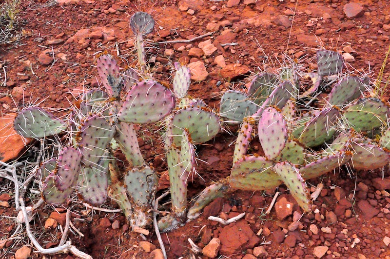 Melanie Heinrich - Travel in Arizona